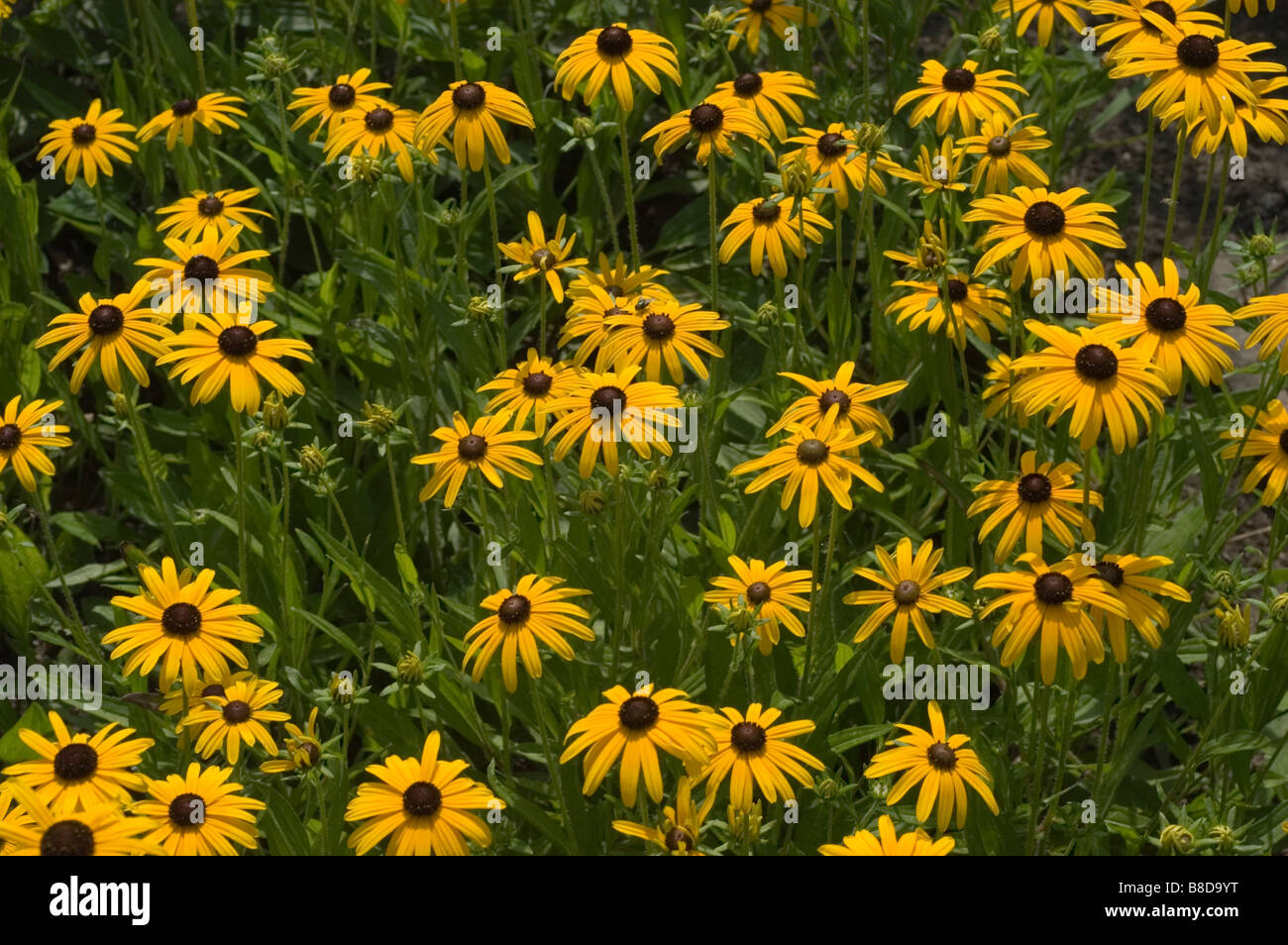 Orange Sonnenhut oder Black eyed Susan - Rudbeckia Fulgida Ait Stockfoto