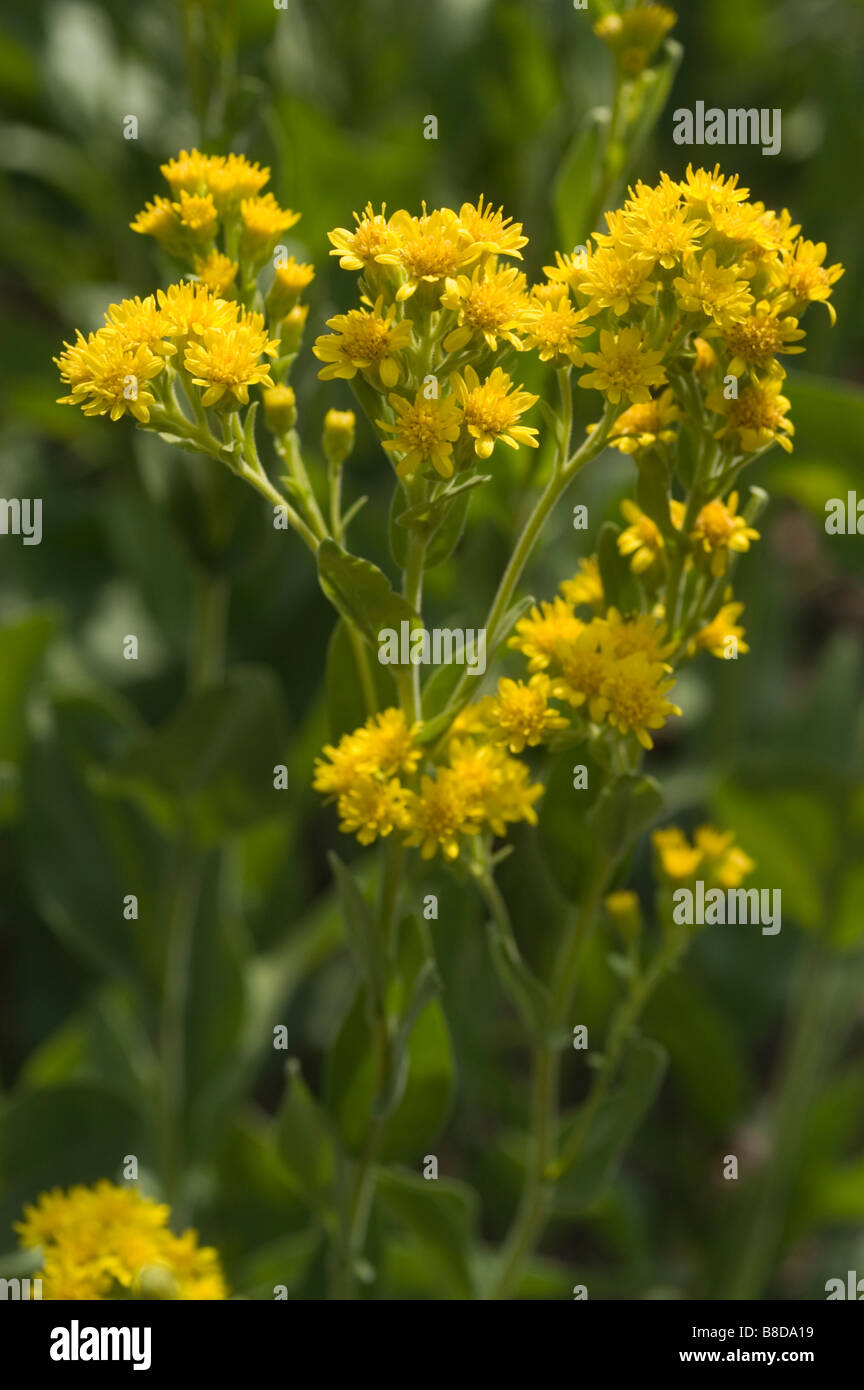 Gelben Blüten der steifen Goldrute, Oligoneuron Rigidum Solidago Rigida, USA Stockfoto