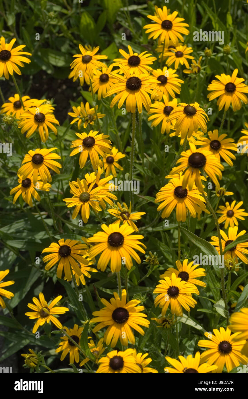 Orange Sonnenhut oder Black eyed Susan - Rudbeckia Fulgida Ait Stockfoto