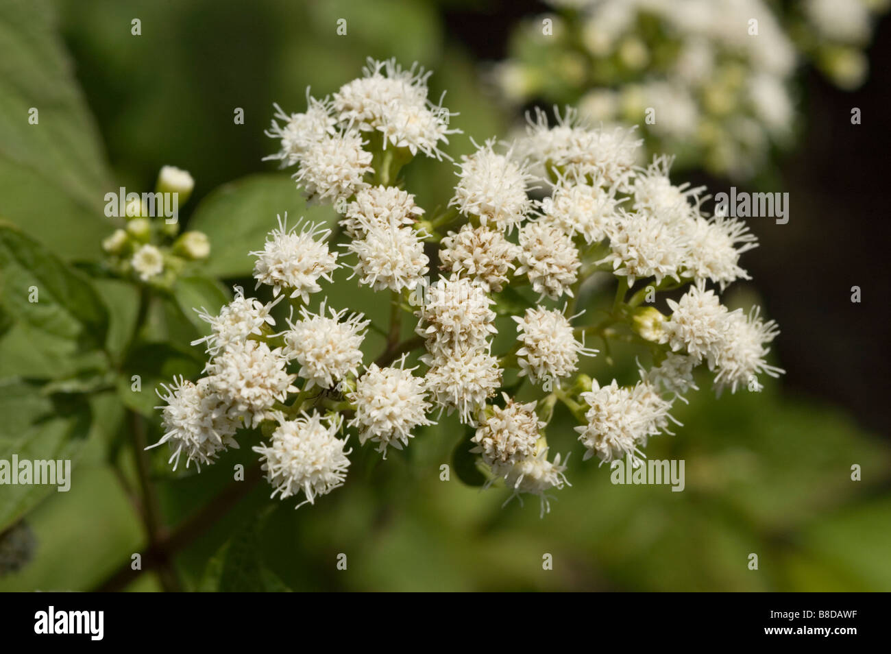 Weiße Blüten der weißen Snakeroot, Compositae, Eupatorium Rugosum, Ageratina Altissima, North America, USA, Kanada Stockfoto