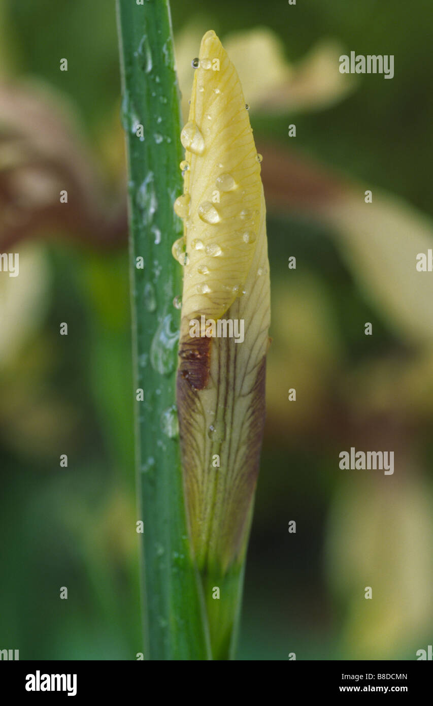 Iris Foetidissima var. Citrina (stinkende Gladwyn, stinkende Iris) geschlossene Blume Stockfoto