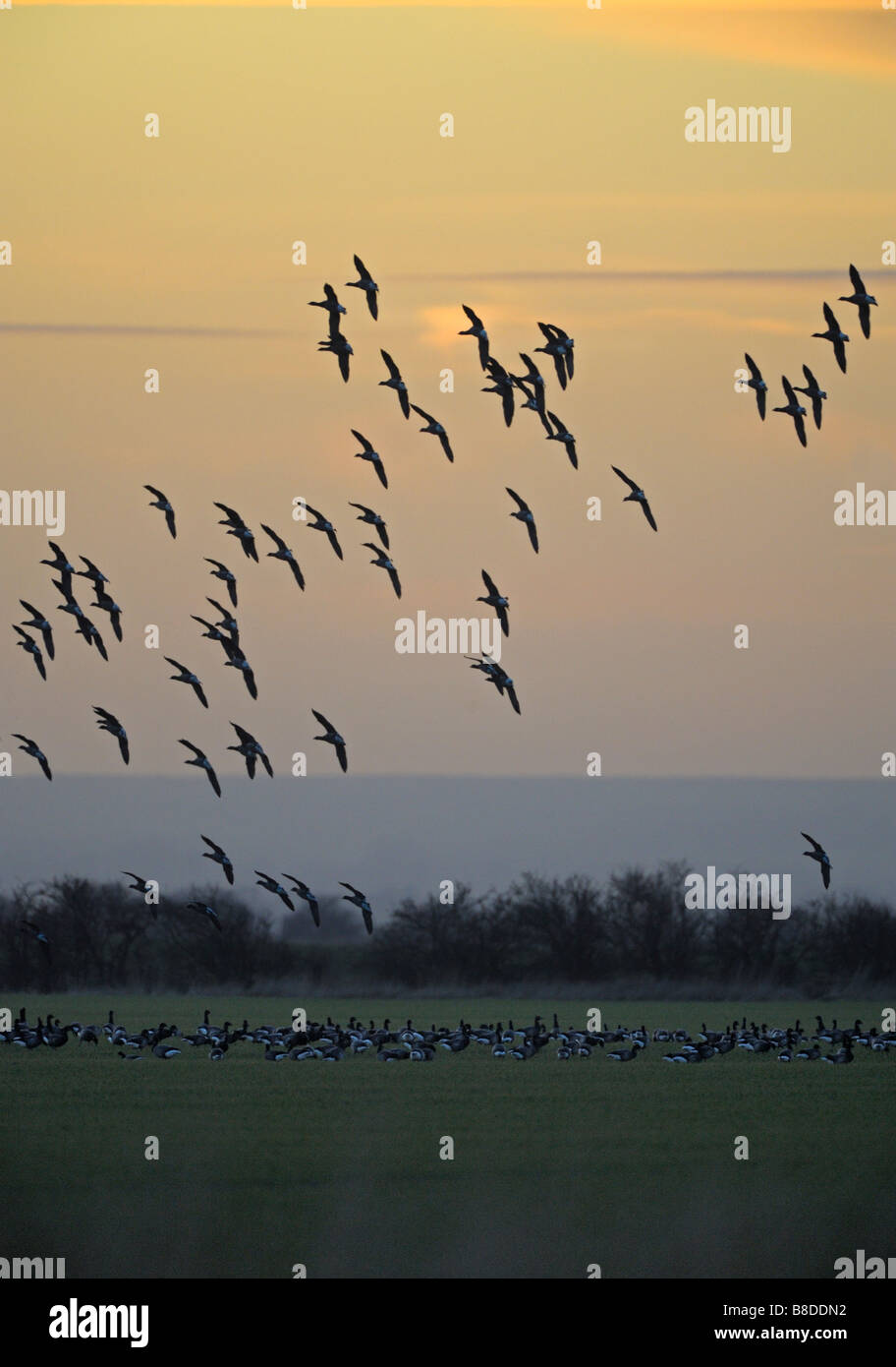 Brent Gänse Branta Bernicla. Auf Winterweizen Felder Ackerland in Lincolnshire. Stockfoto