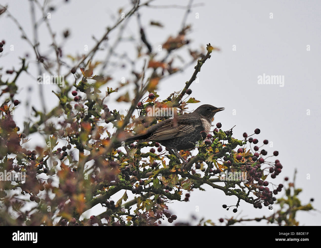 Weißdornbeeren Ring Ouzel (Turdus Manlius). Französisch: Merle À Plastron Deutsch: Ringdrossel Spanisch: Mirlo Capiblanco Stockfoto