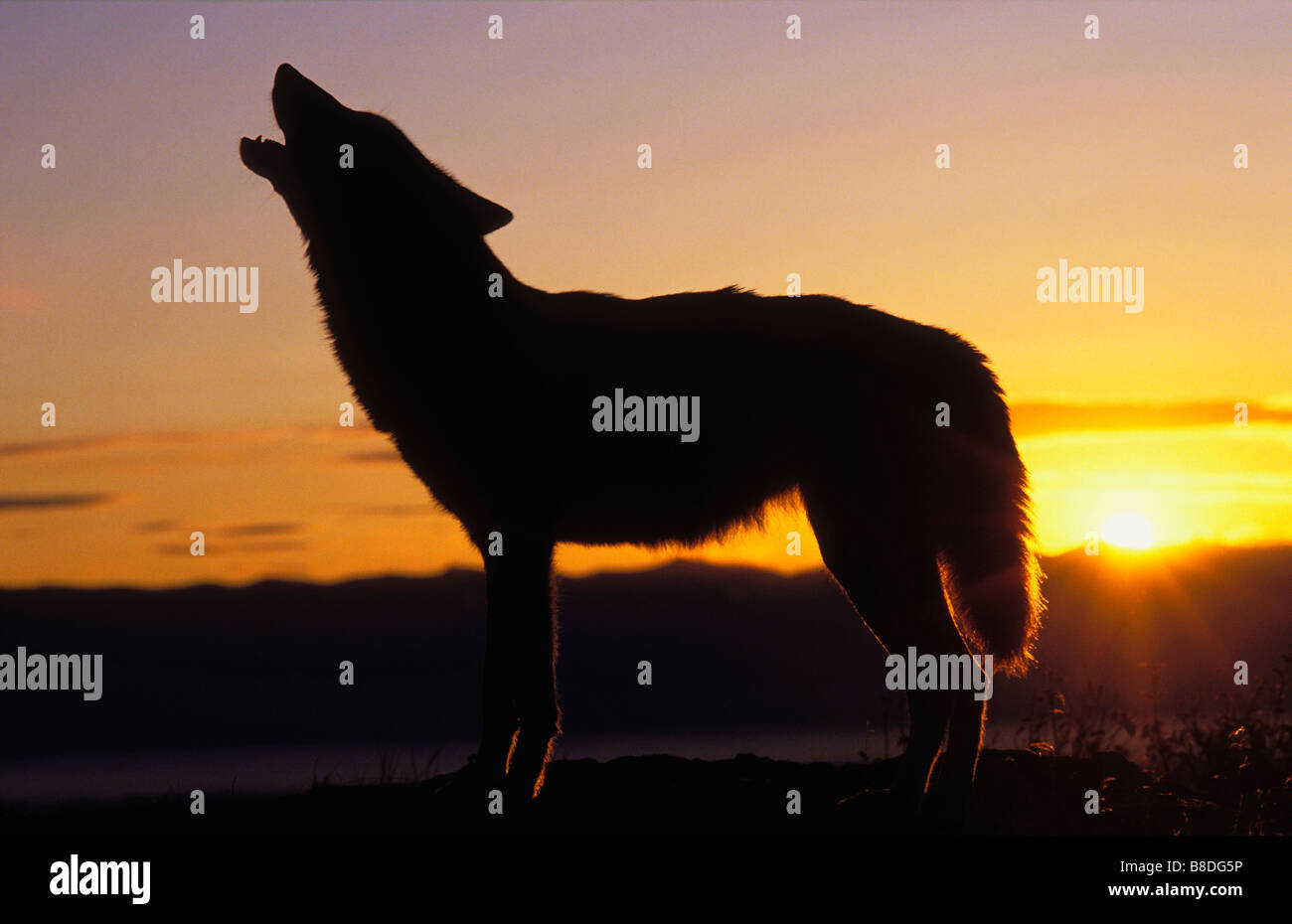tk0003, Thomas Kitchin; Grauer Wolf heulen bei Sonnenaufgang. Kommunikation. Rocky Mountains. Herbst. Canis Lupus. Stockfoto