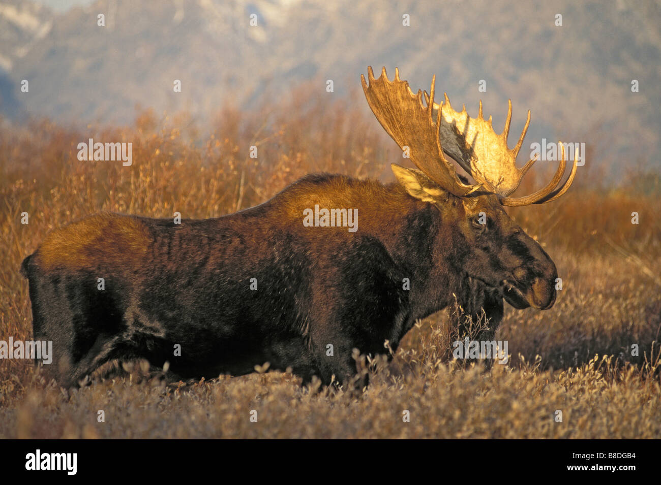 tk0018, Thomas Kitchin; Bull Moose. Herbst. Rocky Mountains. ALCES Alces. Stockfoto