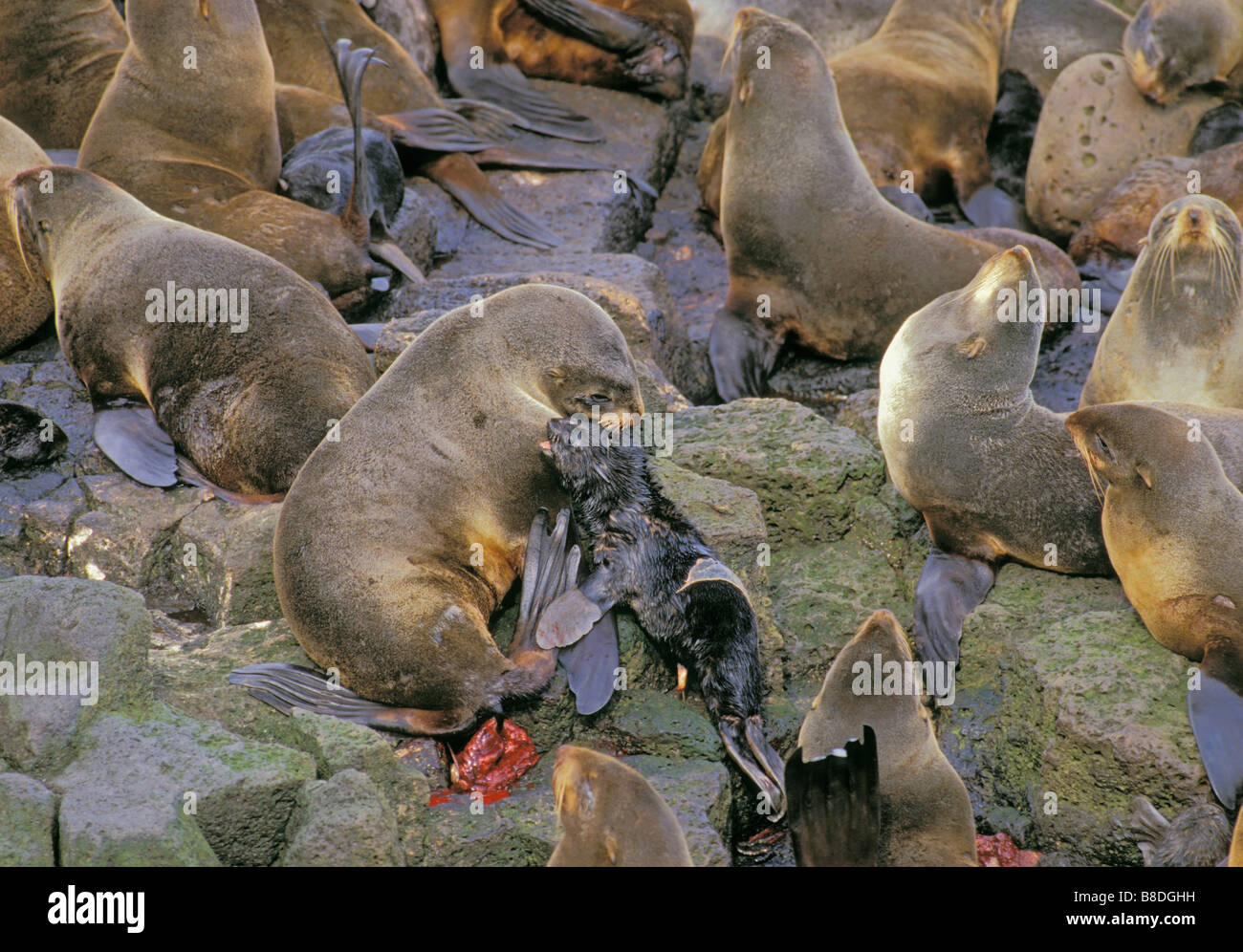 tk0039, Thomas Kitchin; Nördliche Seebär neugeborenen Welpen Pribilofs, Alaska Callorhinus ursinus Stockfoto