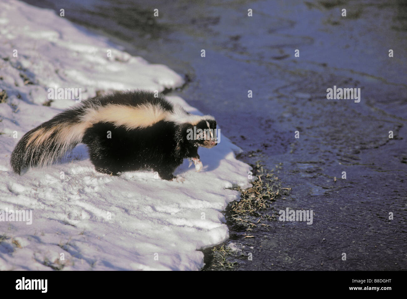 Striped Skunk - reicht über Süden Kanadas die meisten USA spät Herbst Schneefall bis Winter Mephitis Mephitis Höhle wird Stockfoto