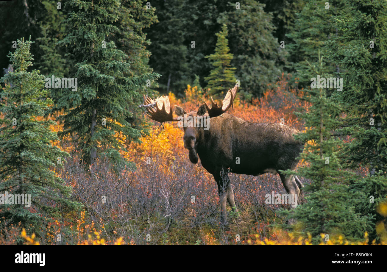 tk0047, Thomas Kitchin; Bull Moose Fichte Weiden Herbst Alaska Alces alces Stockfoto
