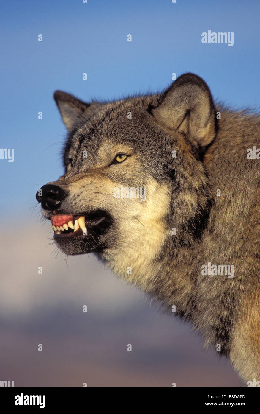 tk0060, Thomas Kitchin; Grauer Wolf/Timber Wolf entblößte Zähne, Rocky Mountains Stockfoto
