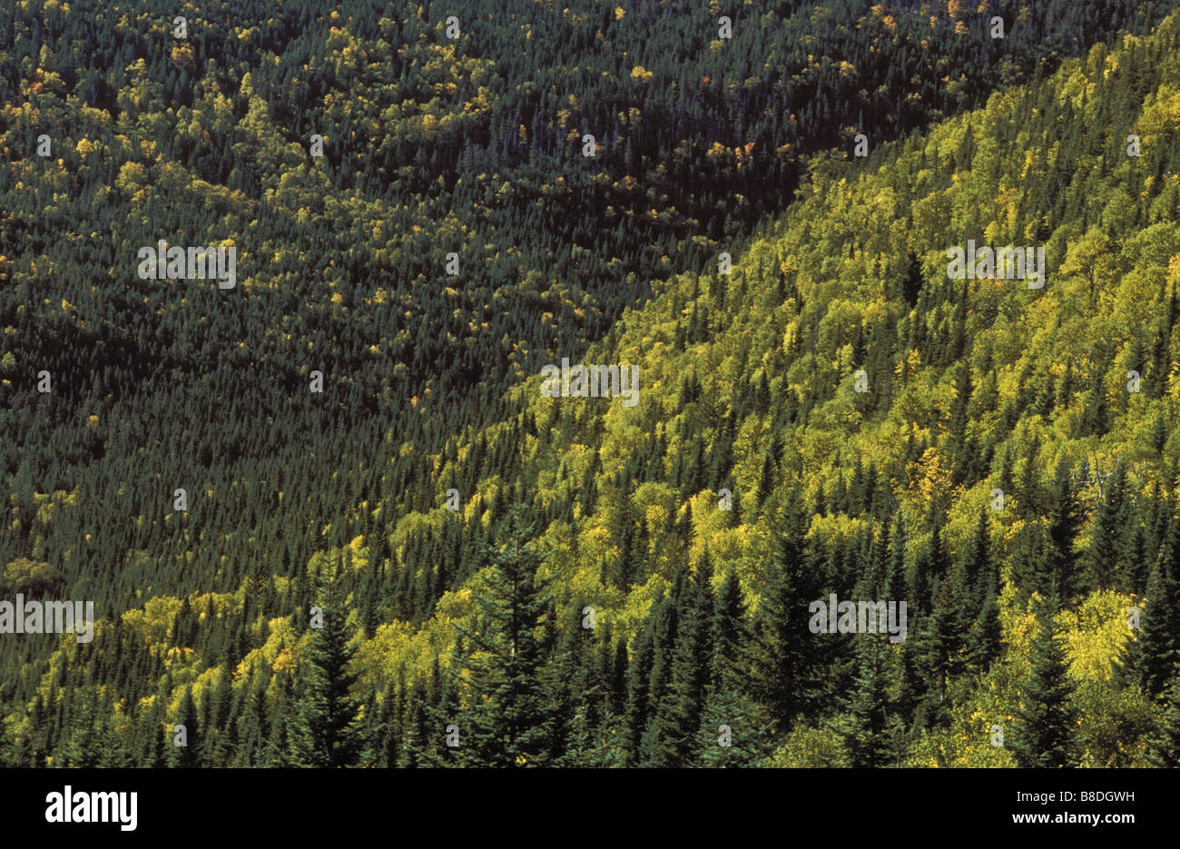 Balsam-Tanne, weiße Fichte, weiße Birke im Herbst, Kanada Stockfoto