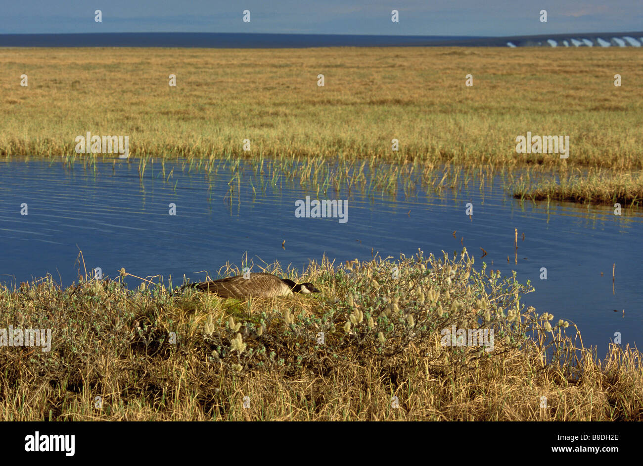 tk0084, Thomas Kitchin; Kanada-Gans nisten, Tundra, Arctic National Wildlife Refuge, Alaska Stockfoto