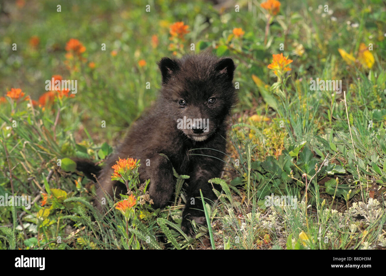tk0086, Thomas Kitchin; Grauer Wolfswelpe im Frühjahr, 4-Wochen-alt, Rocky Mountains Stockfoto