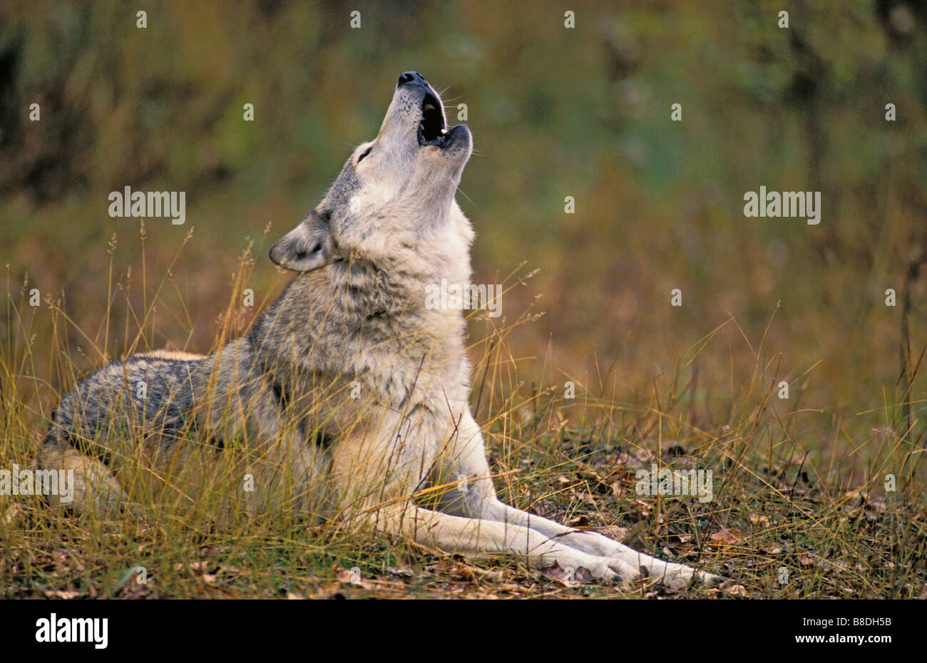 tk0089, Thomas Kitchin; Grauer Wolf Heulen im Herbst, Rocky Mountains Stockfoto