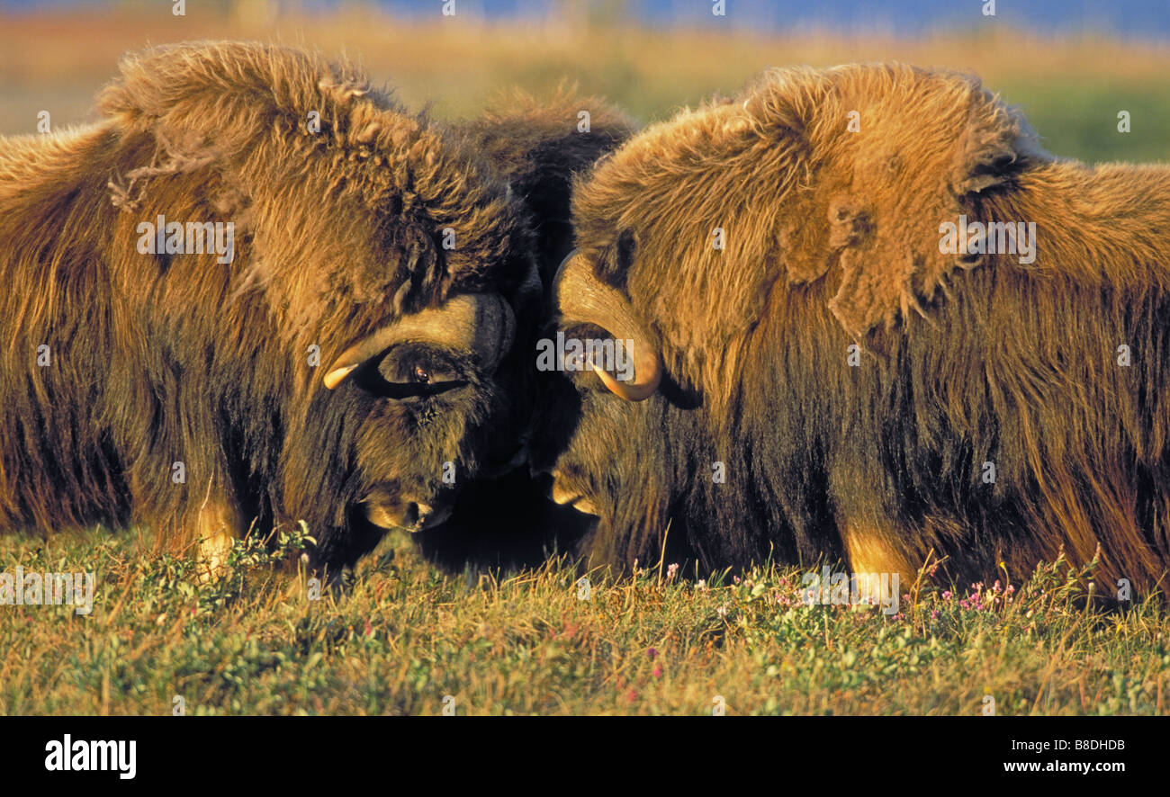 tk0109, Thomas Kitchin; Moschusochsen-Bullen im Dominince Display, Sommer, Arctic National Wildlife Refuge, Alaska Stockfoto