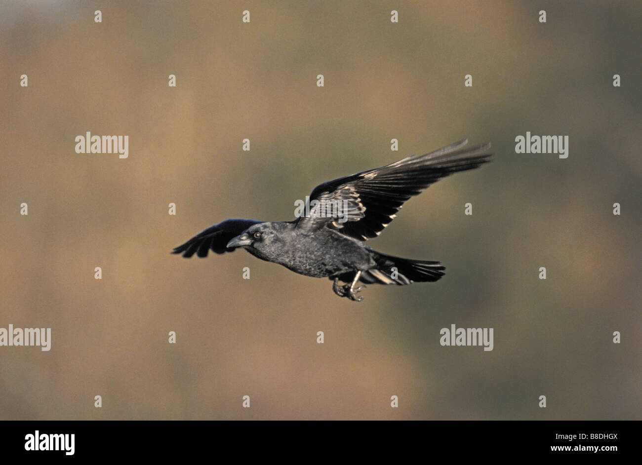 tk0121, Thomas Kitchin; Gemeinsamen Crow/American Crow im Frühjahr, Britisch-Kolumbien Stockfoto