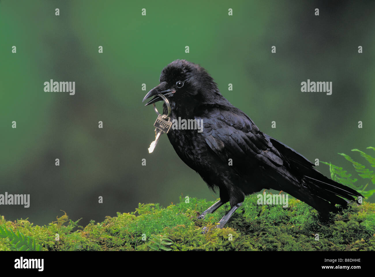 tk0122, Thomas Kitchin; Gemeinsamen Krähe im Frühjahr, Britisch-Kolumbien, Kanada Stockfoto