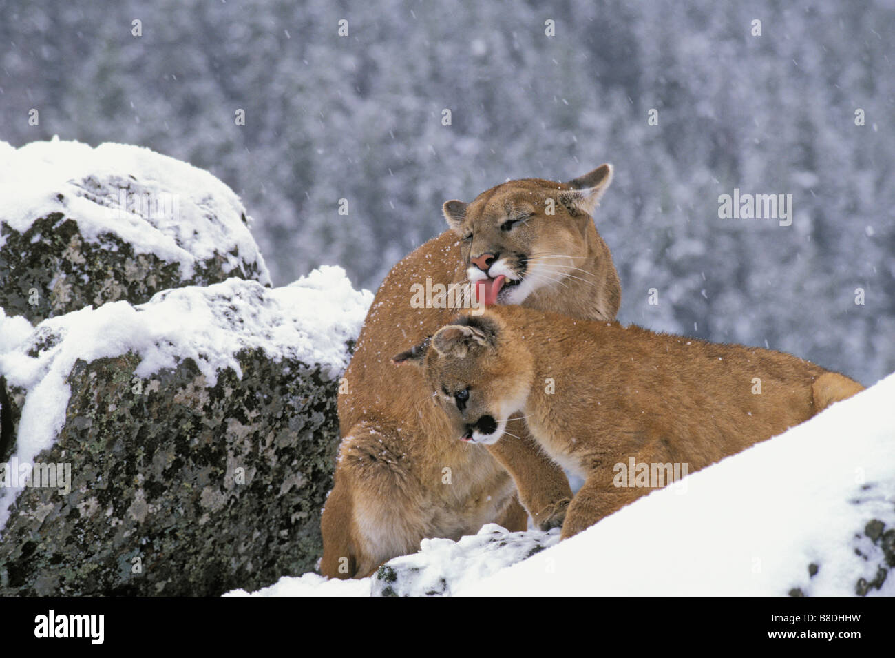 tk0123, Thomas Kitchin; Reife Mutter mit jungen Cub im Winter, Rocky Mountains Stockfoto