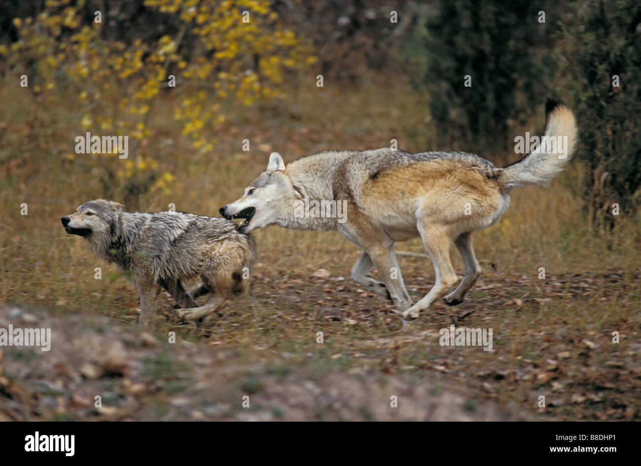 Erwachsene männliche Gray Wolf jagt Jährling männlich im Herbst, Rocky Mountains Stockfoto