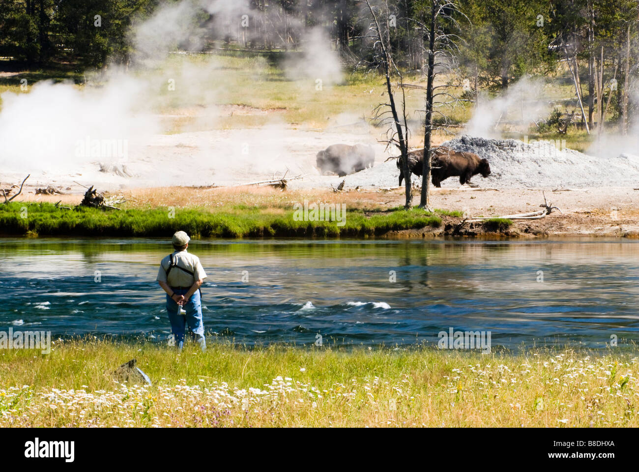 ein Mann beobachtet Büffel über den Yellowstone River Stockfoto