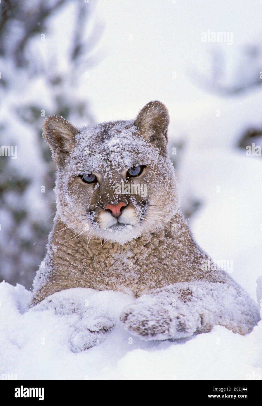 tk0151, Thomas Kitchin; Cougar/Mountain Lion/Puma Jährling männlichen Winter Rocky Mountains Felis concolor Stockfoto