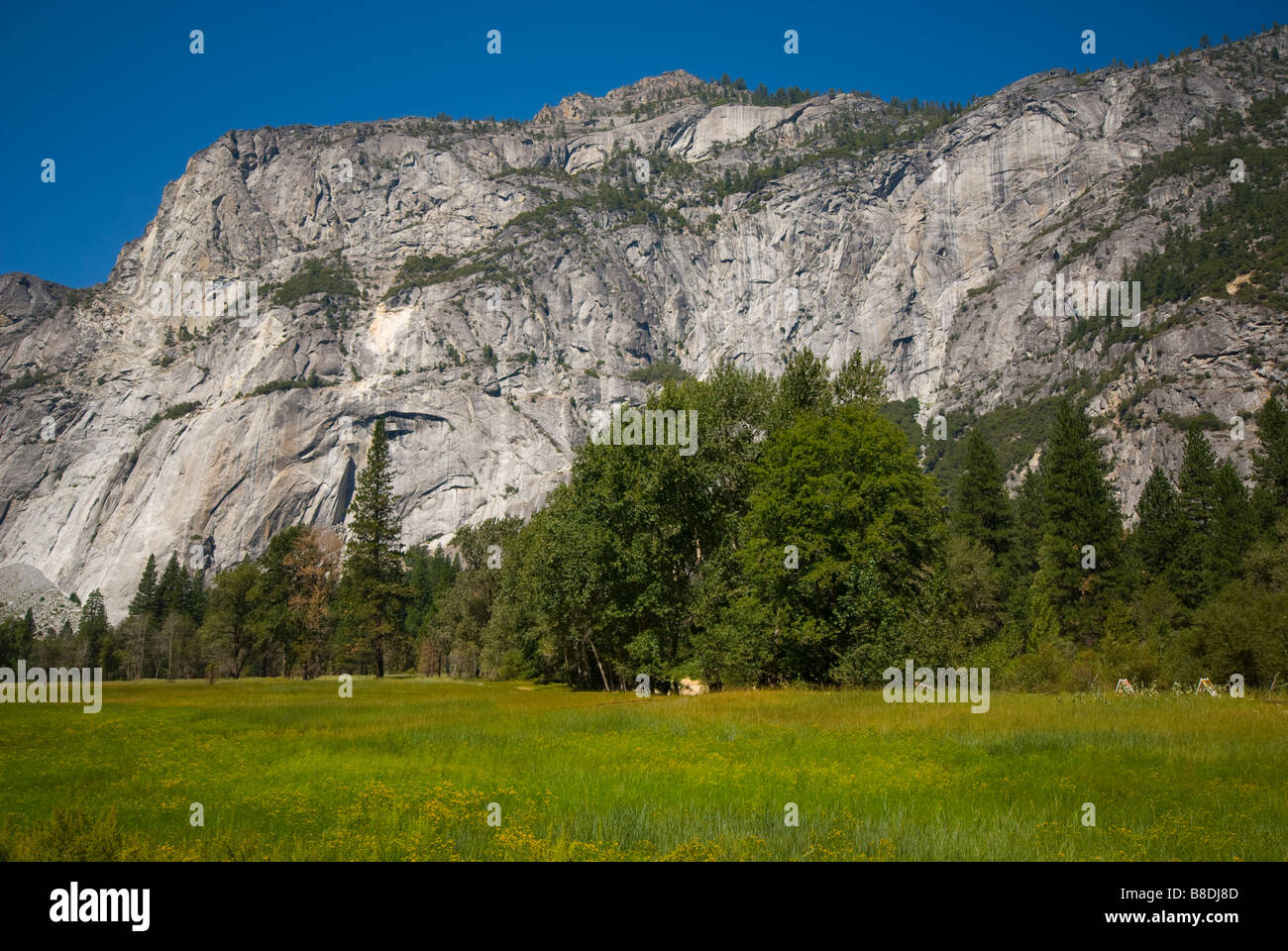 Üppige grüne Wiese mit Bäumen und einem großen felsigen Berg im Hintergrund im Yosemite National Park Stockfoto