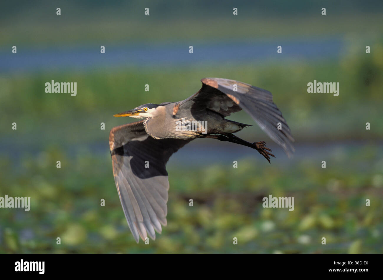 tk0191, Thomas Kitchin; Great Blue Heron Flug Spring Burnaby Lake, British Columbia, Kanada Frühjahr Ardea herodias Stockfoto