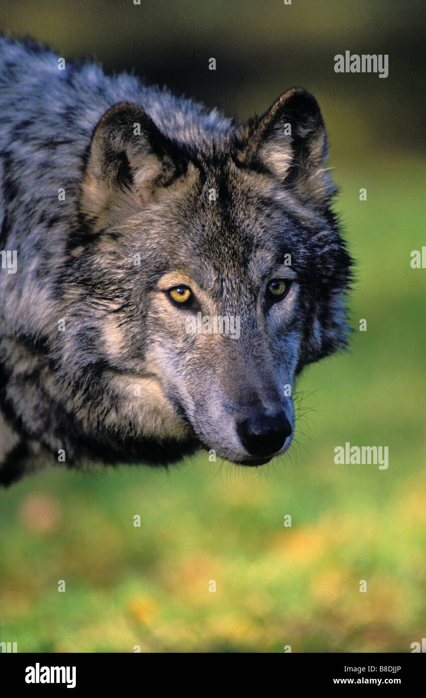 tk0201, Thomas Kitchin; Grauer Wolf/Timber Wolf Herbst Kanada Canis lupus Stockfoto