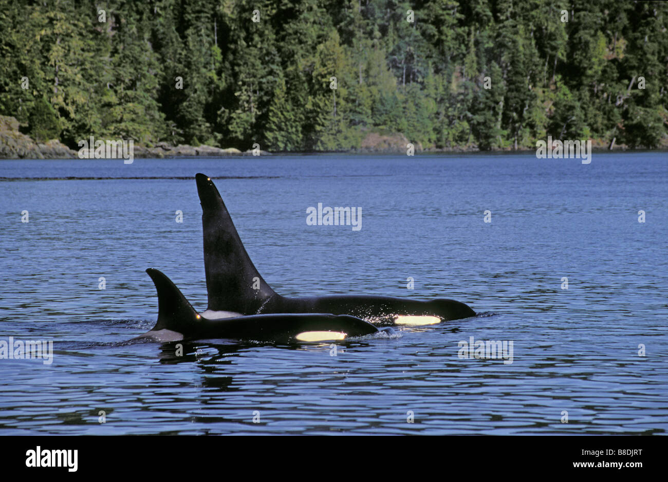 tk0213, Thomas Kitchin; Orca/Killer Wale Mom Young Johnstone Strait in British Columbia Kanada Orcinus orca Stockfoto