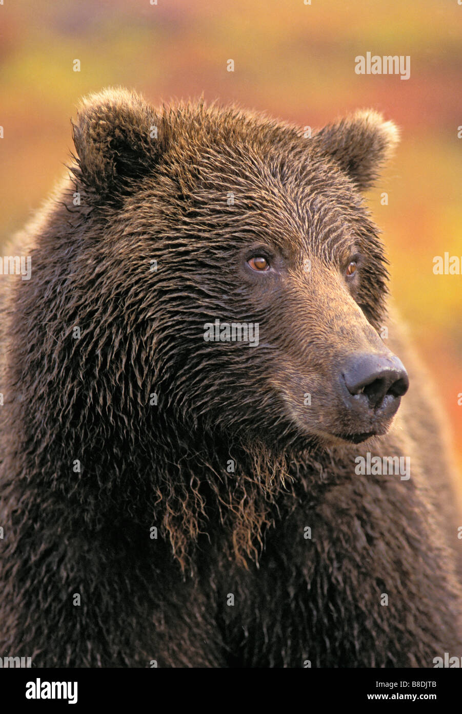 tk0215, Thomas Kitchin; Grizzly Bear Herbst Tundra Denali Nationalpark, Alaska Ursus arctos Stockfoto