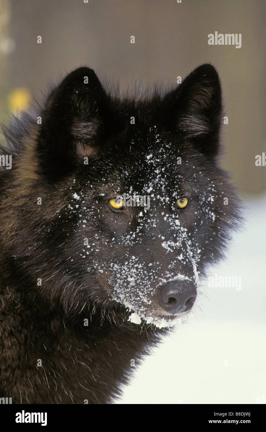 tk0217, Thomas Kitchin; Grauer Wolf Schwarz Farbe Phase Winter Minnesota Canis lupus Stockfoto