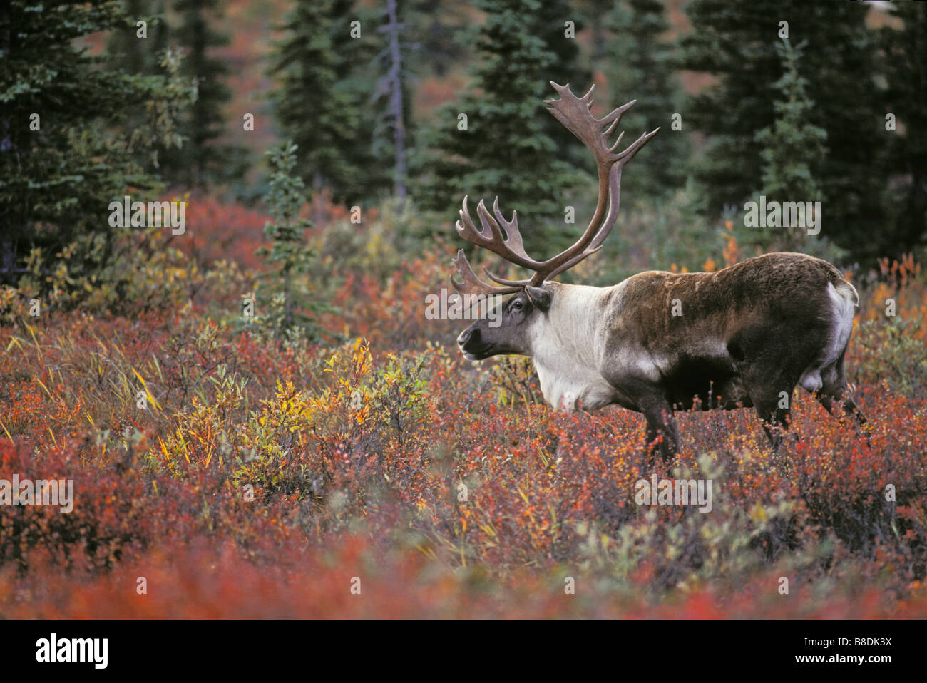tk0231, Thomas Kitchin; Karge Boden Caribou Northwest Territories, Kanada Rangifer Tarandus granti Stockfoto