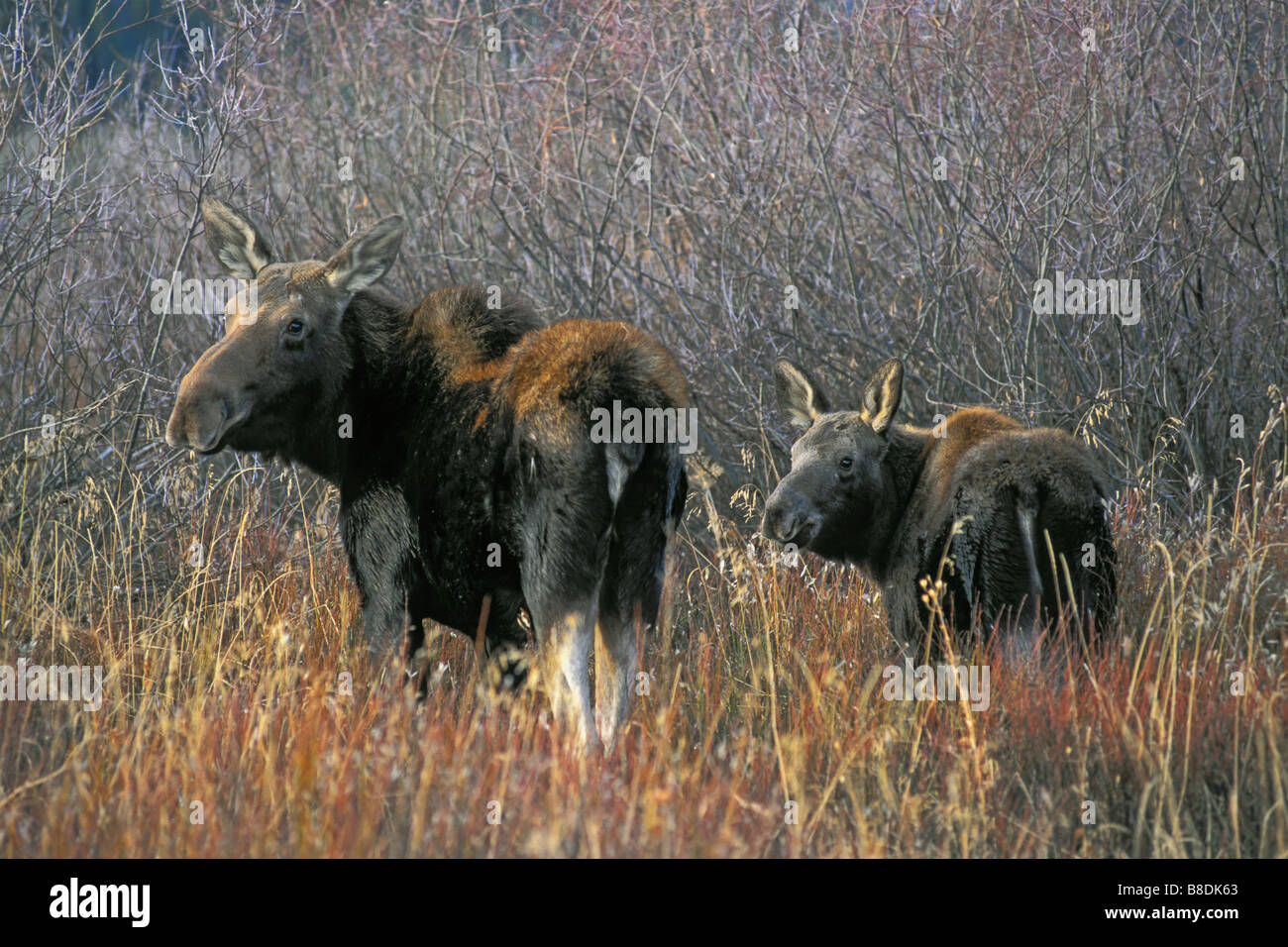 tk0245, Thomas Kitchin; Moosecow junge Weiden Herbst Rocky Mountains Alaska Alces alces Stockfoto