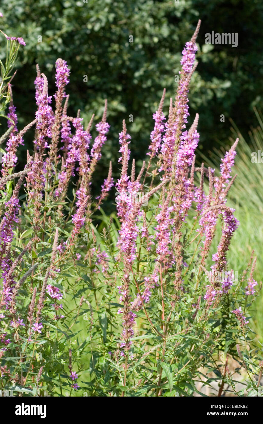 Lila Blüten der Blutweiderich, Lythraceae, Lythrum salicaria Stockfoto