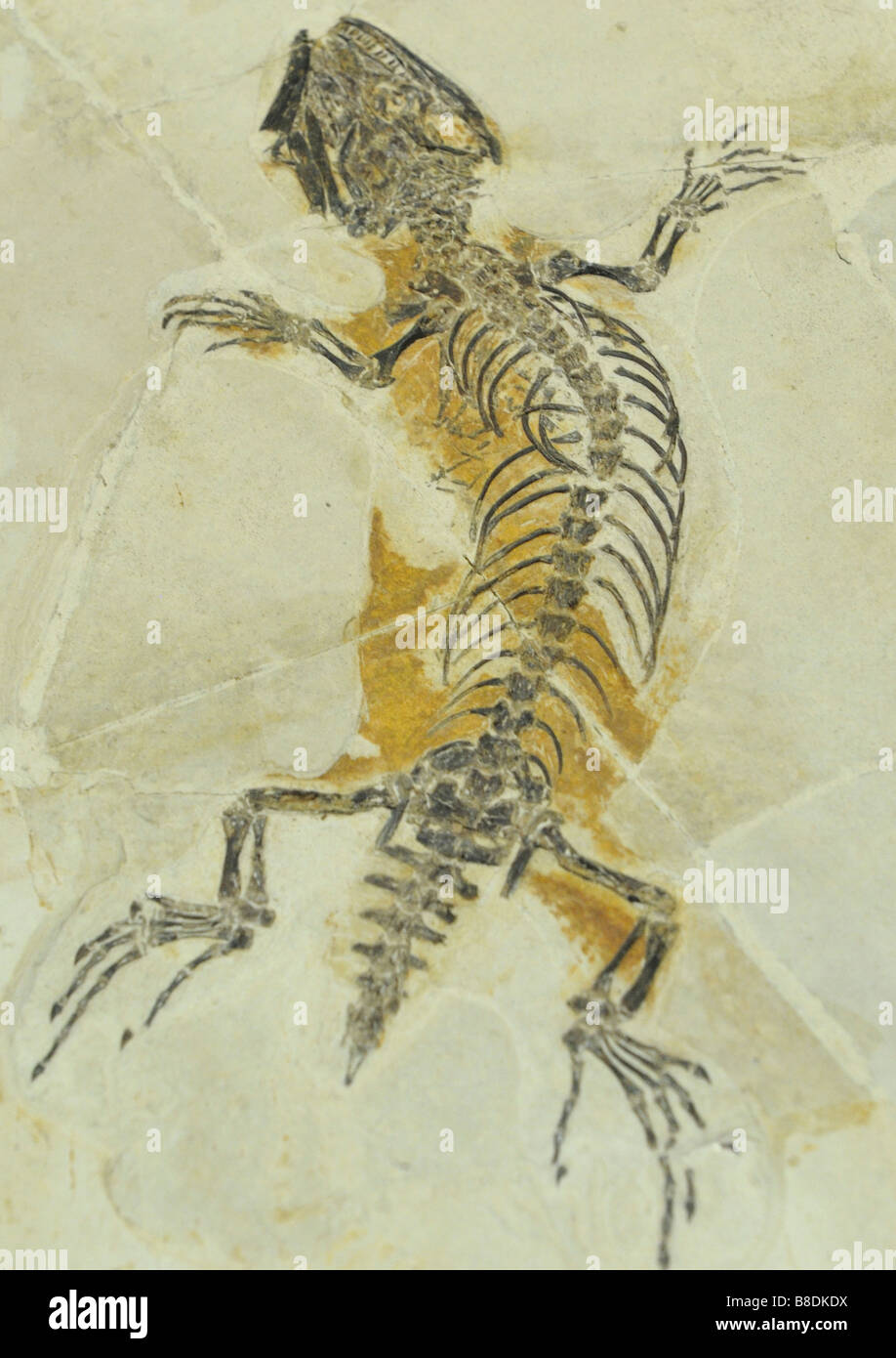 Yabeinosaurus Tenuis Endo & Shikama. 1942 Stockfoto