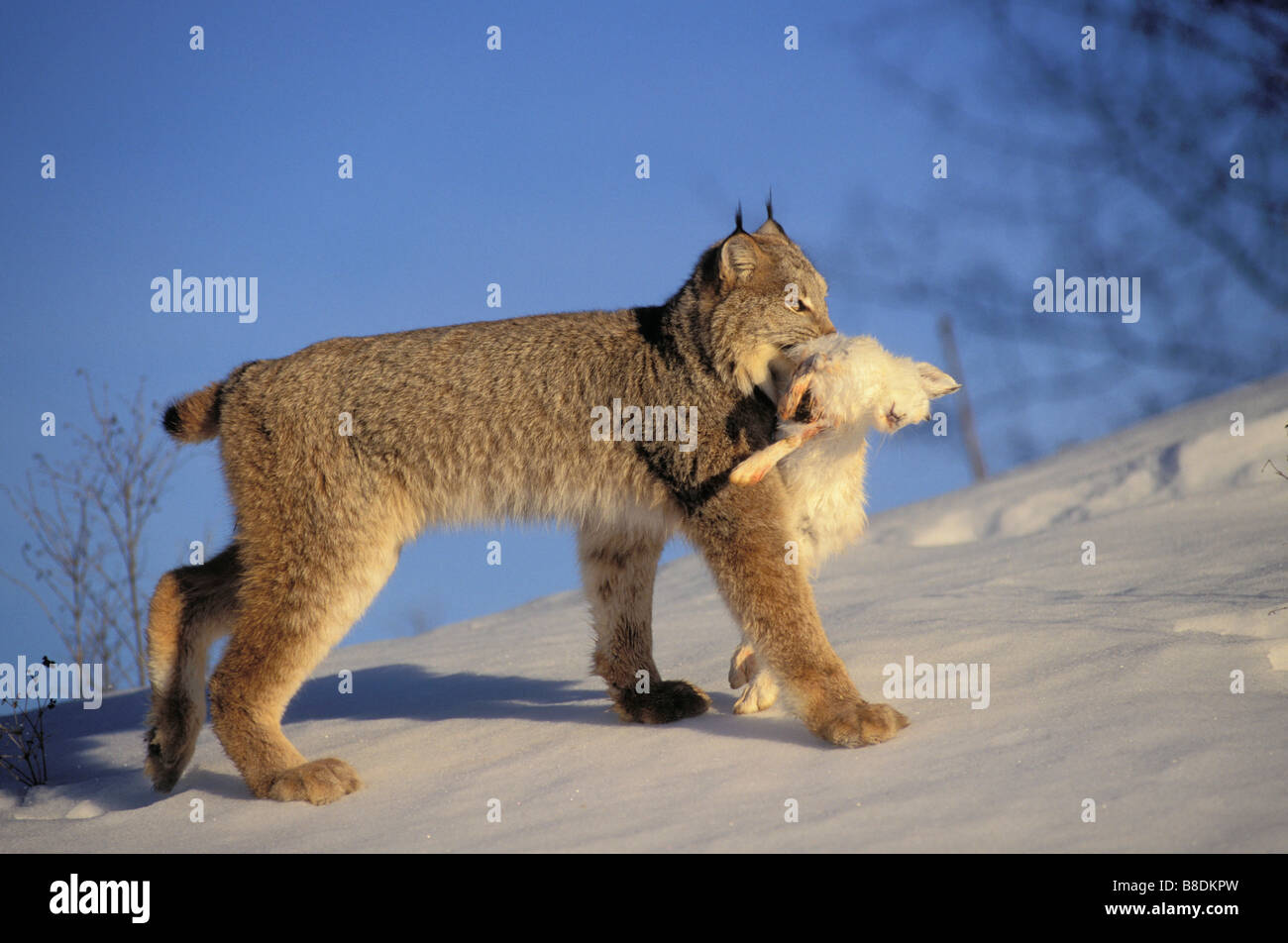 tk0286, Thomas Kitchin; Luchs Schneeschuh-Hase - Hauptnahrungsquelle Winter Rocky Mountains North America Felis Lynx canadensis Stockfoto