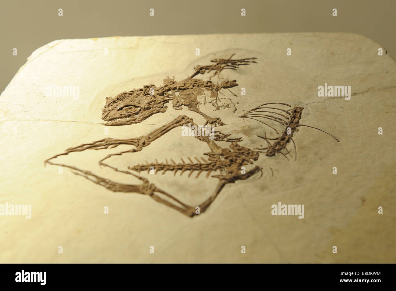 Dalinghosaurus Longidigitus Ji, 1998 Stockfoto