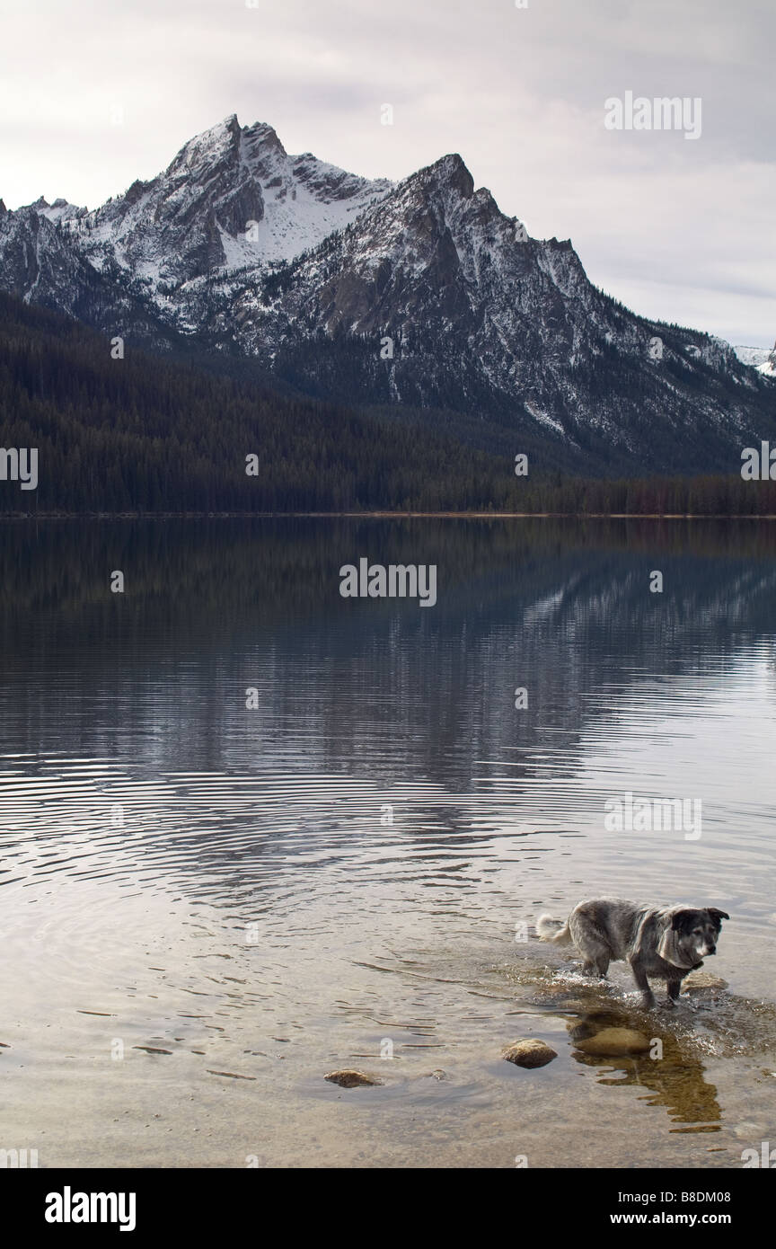 Lab Wolfshund Mix Big Silber backed Hund in Lake Stanley Sawtooth Mountains Reflexion Idaho Nordamerika Vereinigte Staaten Stockfoto
