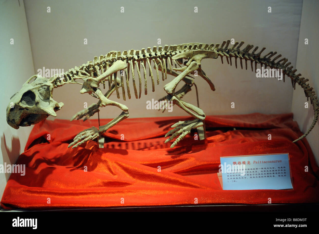 Dinosaurier-Fossil - entstanden Stockfoto