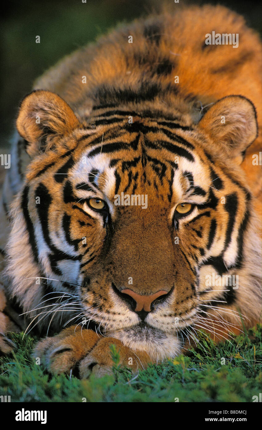 tk0310, Thomas Kitchin; Sibirische Tiger-Panthera Tigris altaica Stockfoto