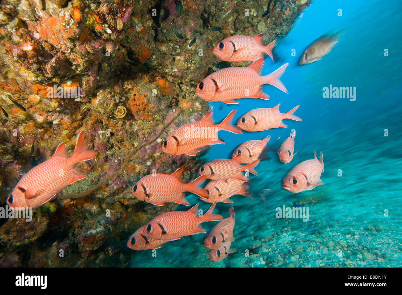 Bigscale Soldatenfische Stockfoto