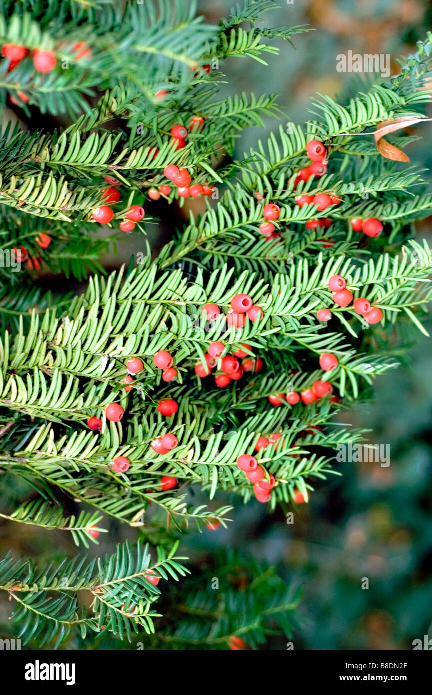 Grüne Nadelbäume und roten Beeren der Europäischen Eibe, Taxus Baccata Stockfoto