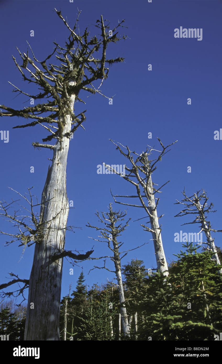 Balsam-Tanne, schwarz-Fichte in Herbst, Berry Hill, Gros Morne National Park, Neufundland Stockfoto