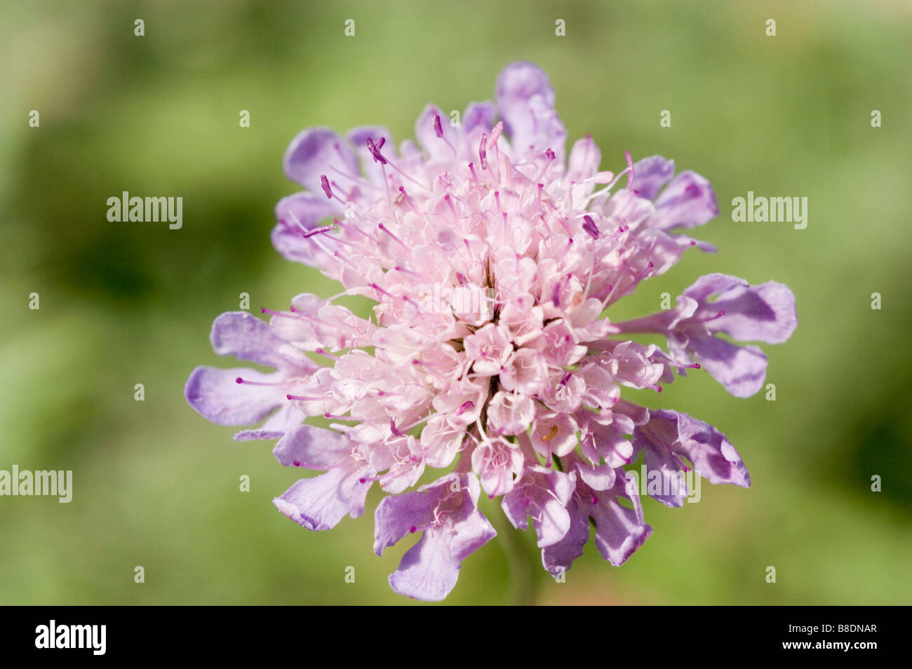Blass blau violett Blume des Tremastelma Trauer-Braut, Nadelkissen Blume, Dipsacaceae, Scabiosa cinerea Stockfoto