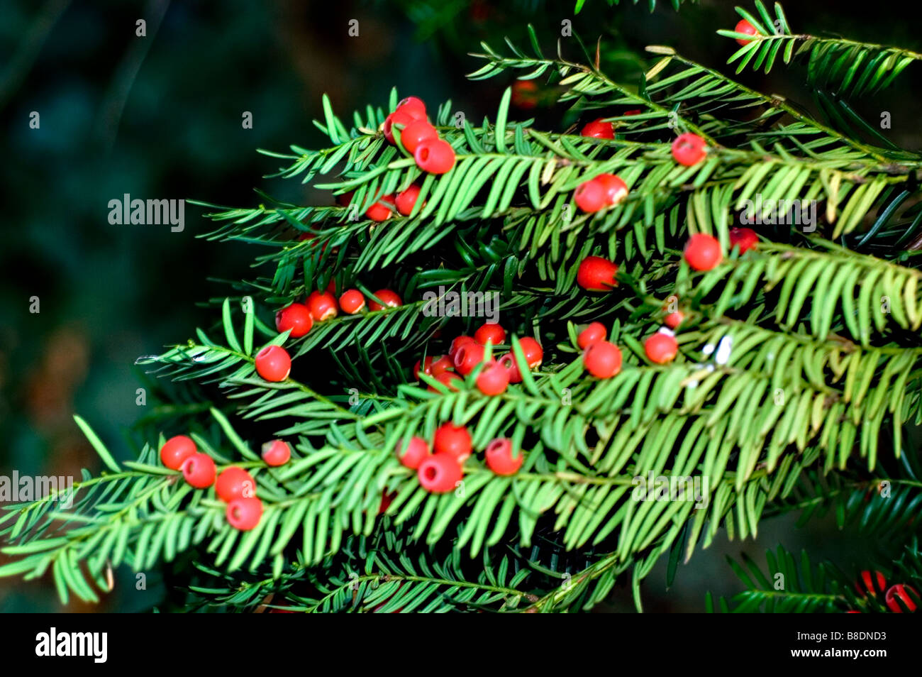 Grüne Nadelbäume und roten Beeren der Europäischen Eibe, Taxus Baccata Stockfoto