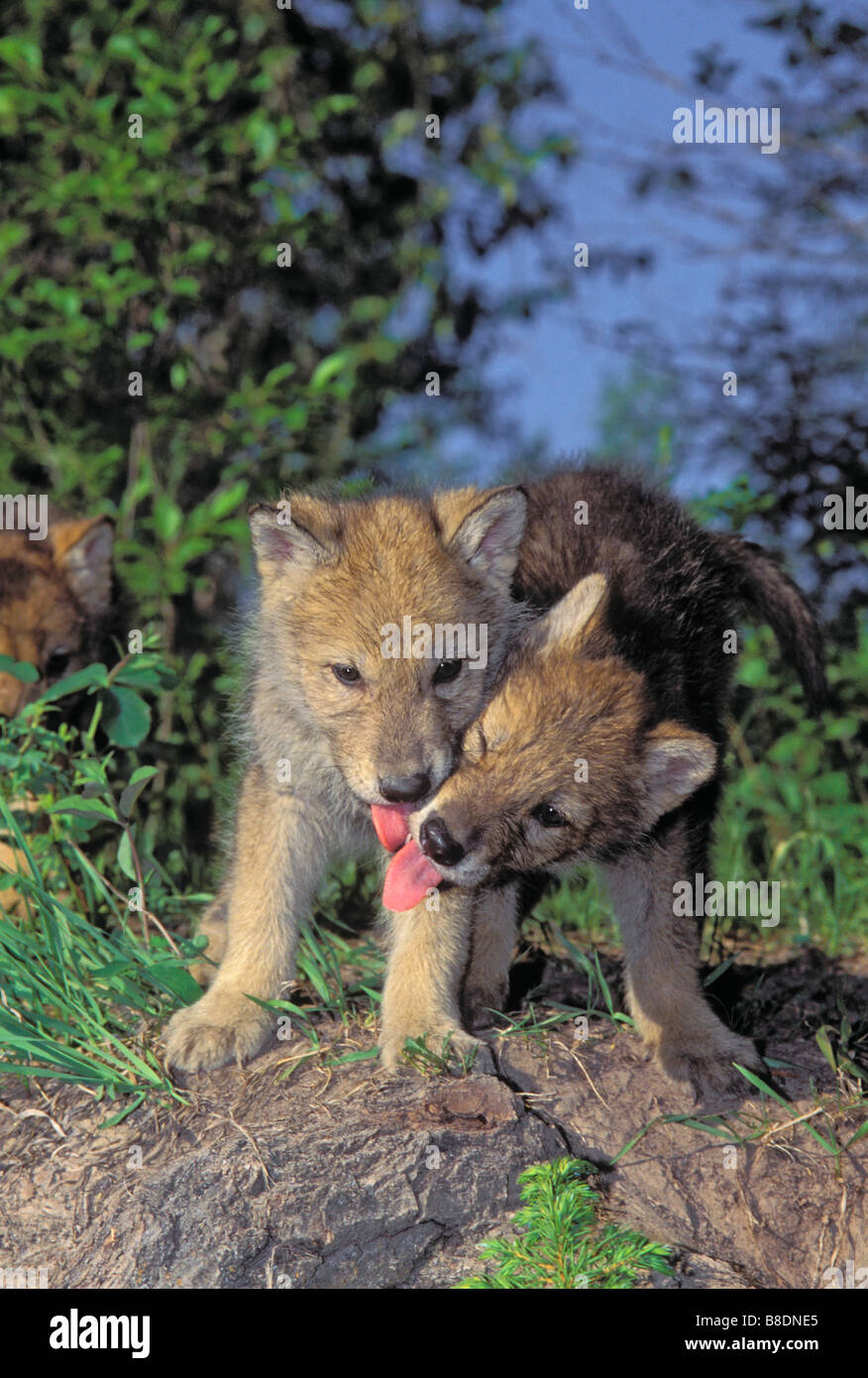 tk0349, Thomas Kitchin; Grauer Wolfswelpe demonstrieren Gruß Verhalten im Sommer, Rocky Mountains Stockfoto