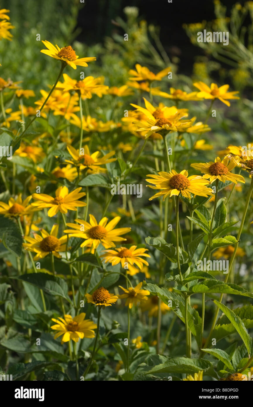 Gelben Blüten der glatten Oxeye oder falsche Sonnenblume, Heliopsis Helianthoides, Nordamerika Stockfoto