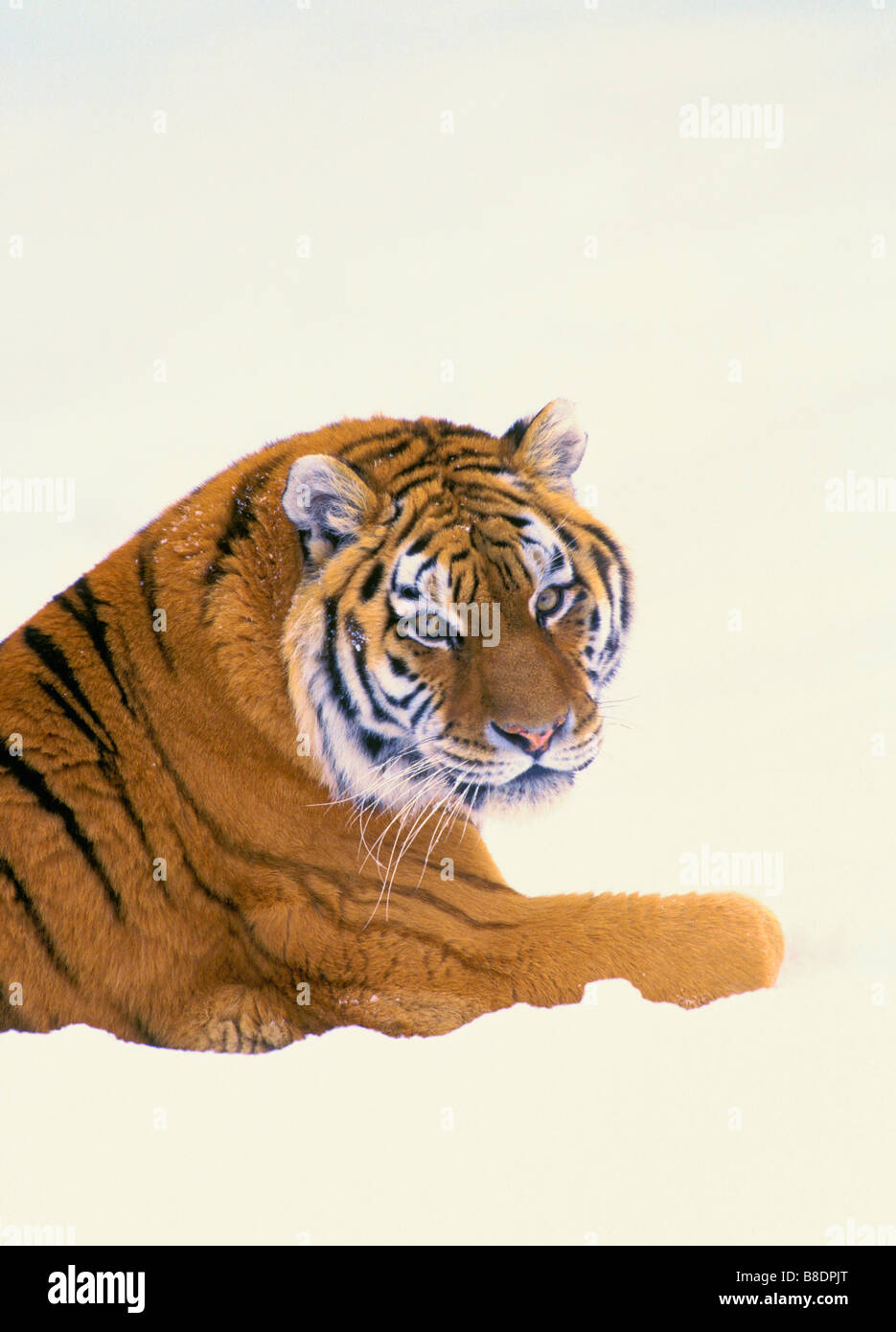 tk0414, Thomas Kitchin; Sibirische Tiger-Panthera Tigris altaica Stockfoto