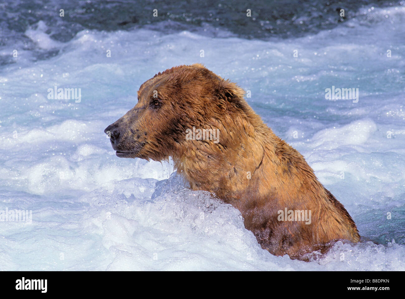 tk0416, Thomas Kitchin; Grizzly Bear Sommer Katmai Nationalpark, Alaska Ursus Arctos middendorffi Stockfoto