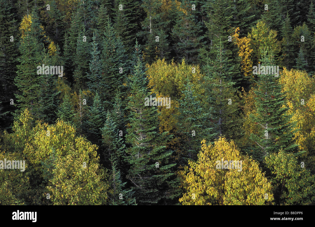 Boreal est Balsam-Tanne, weiße Fichte White Birch Herbst Kanada Gros Morne National Park, Neufundland Stockfoto