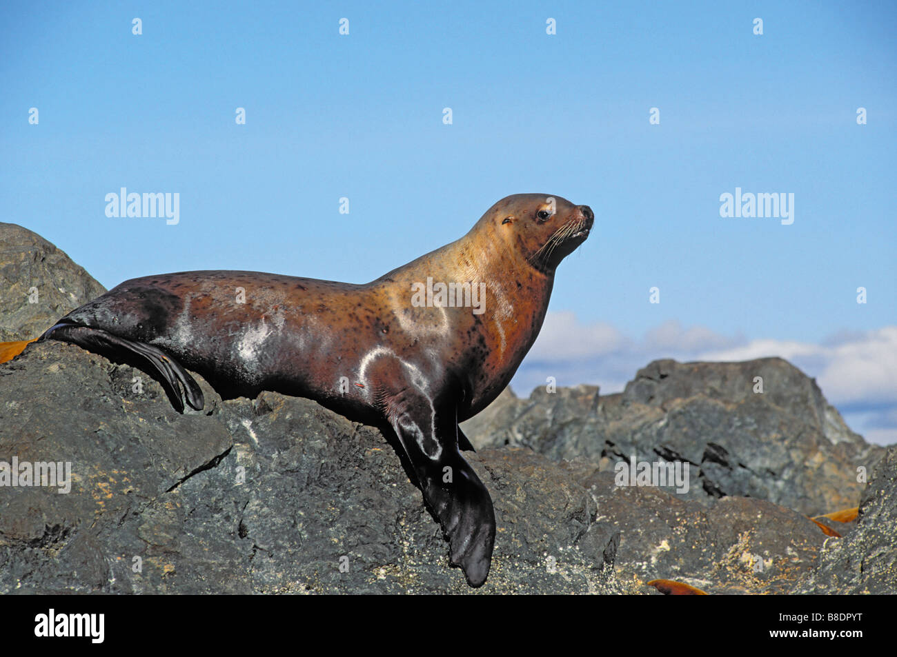 tk0438, Thomas Kitchin; Steller Seelöwen Pacific Coast Britisch-Kolumbien/Alaska Eumetopias jubatus Stockfoto
